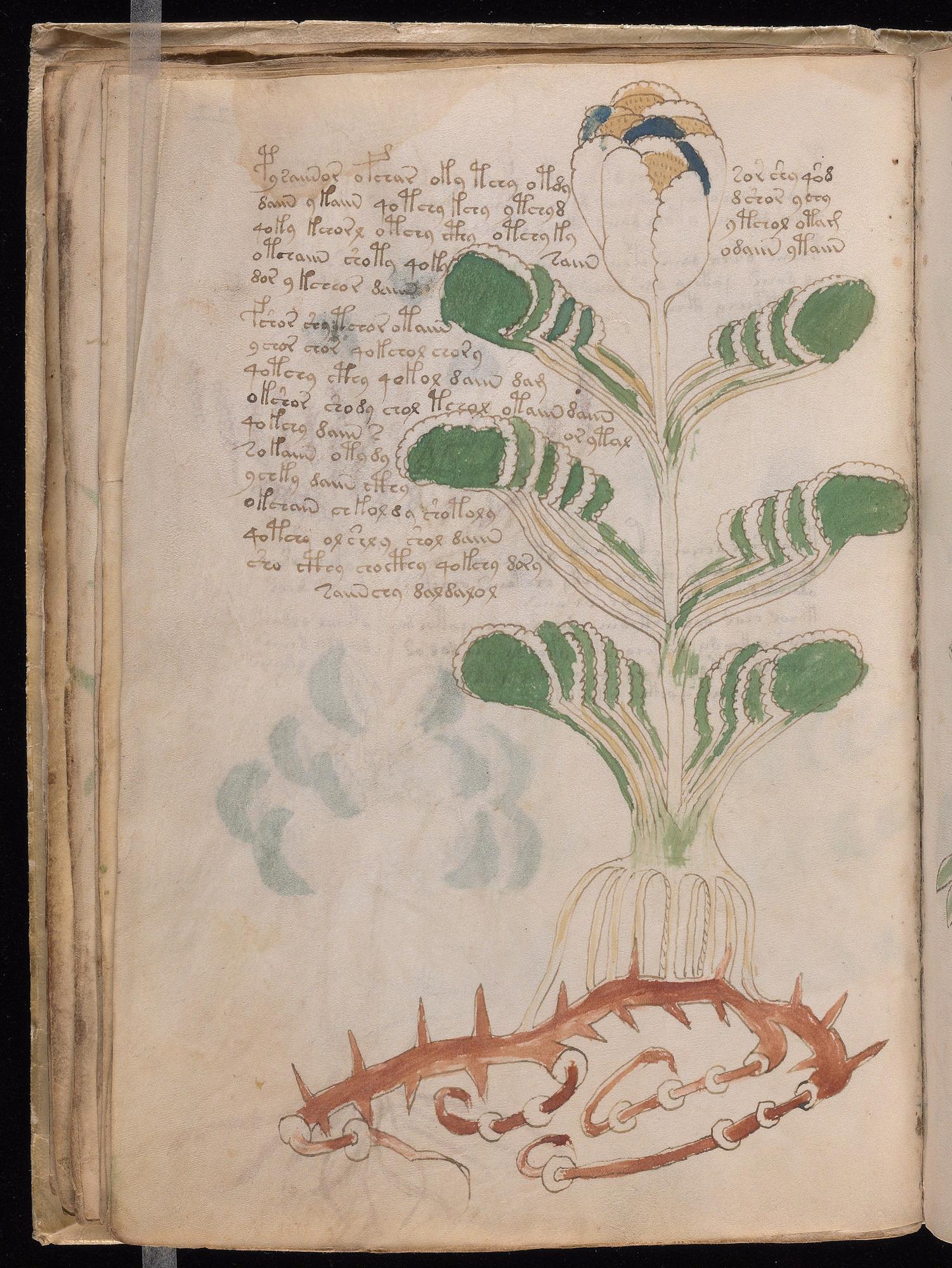 Herbal Page 42